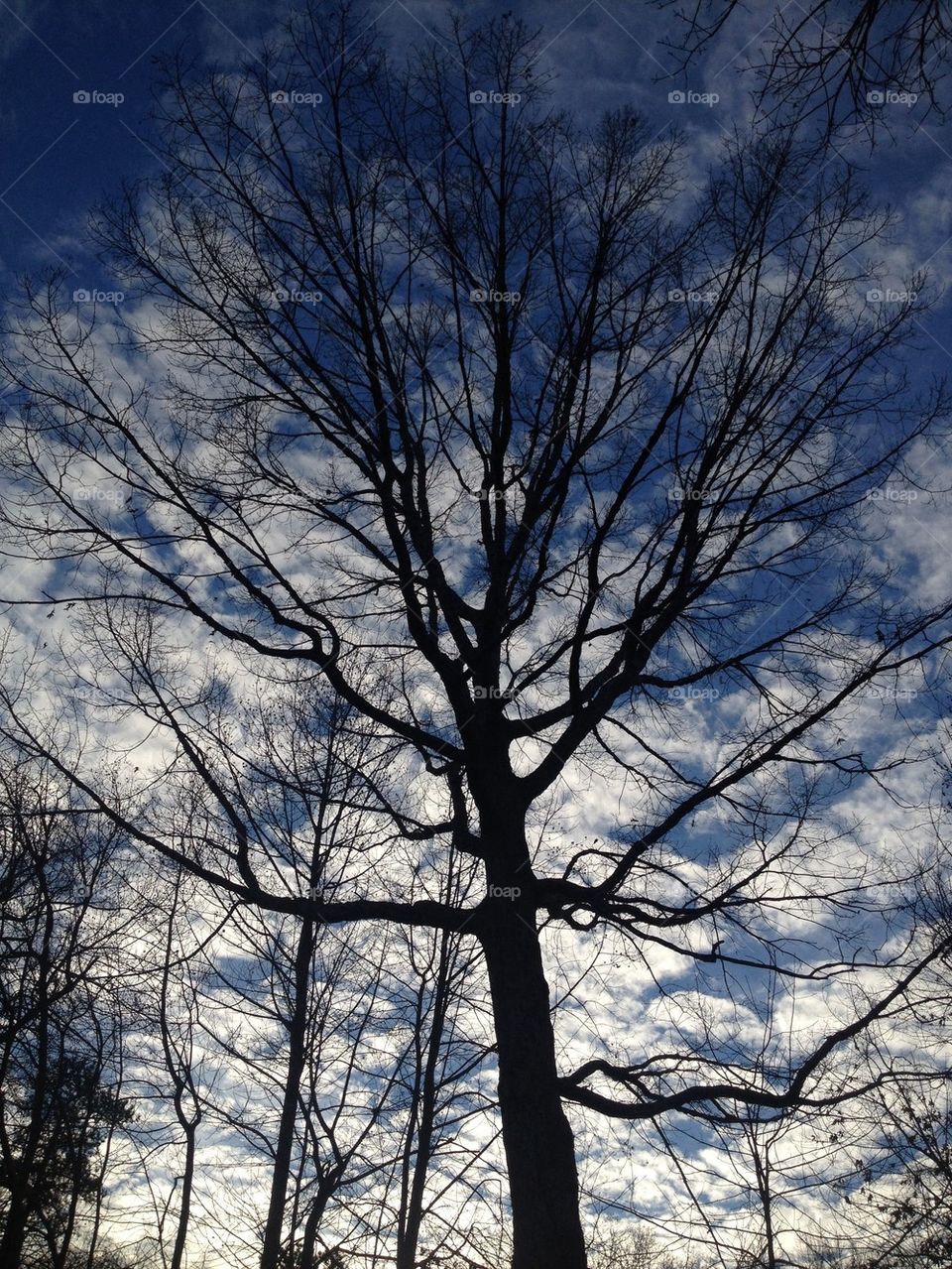 Winter tree