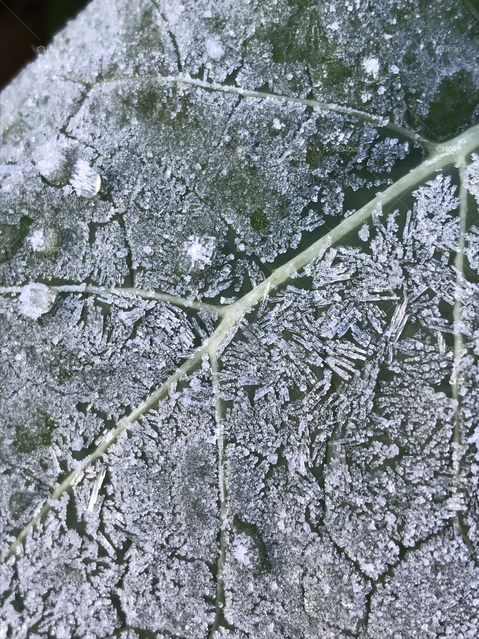 Icy frost covered leaf