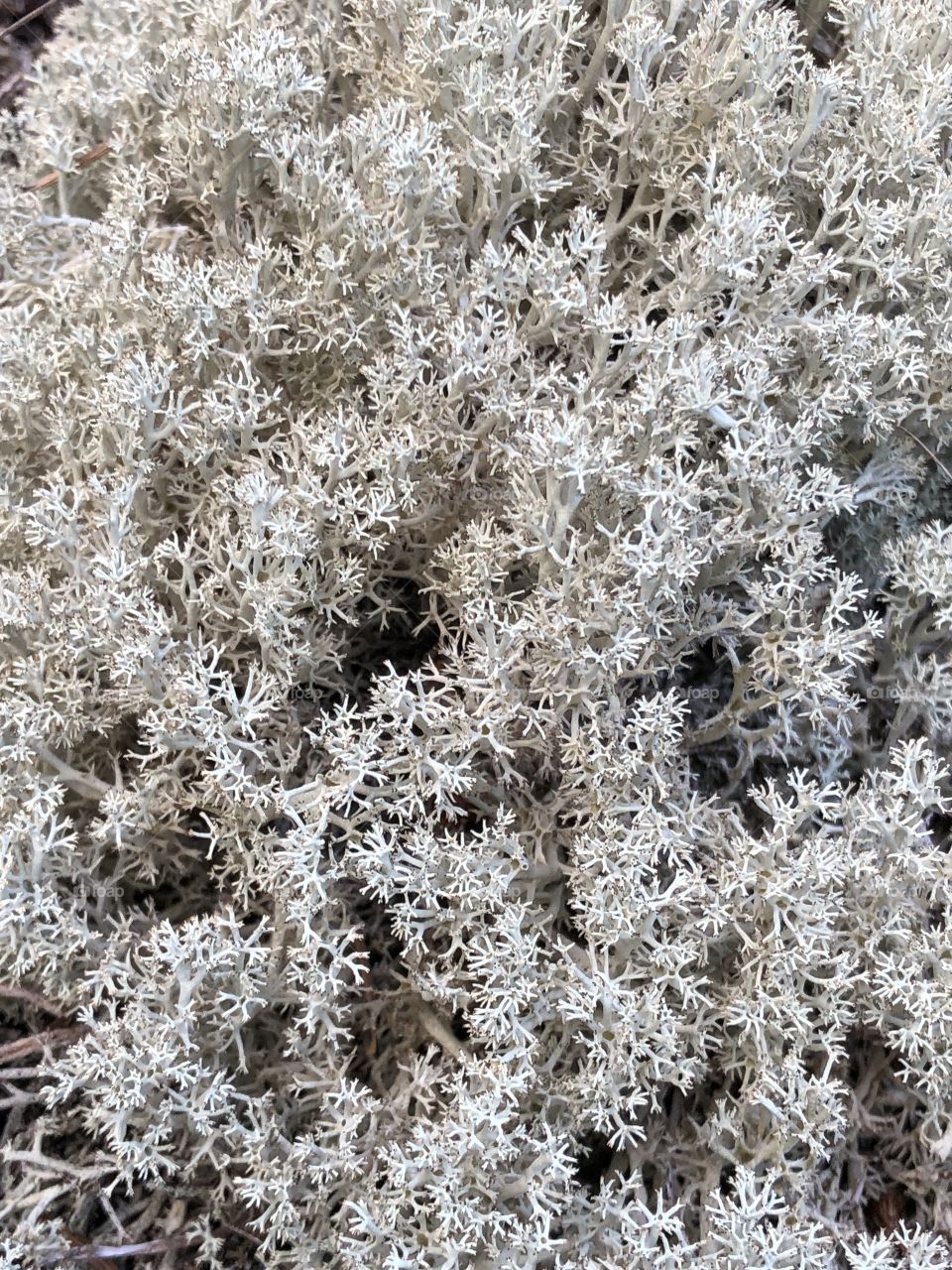 I’m really lichen this one.