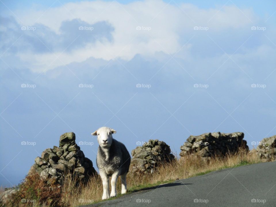 sheep on the road