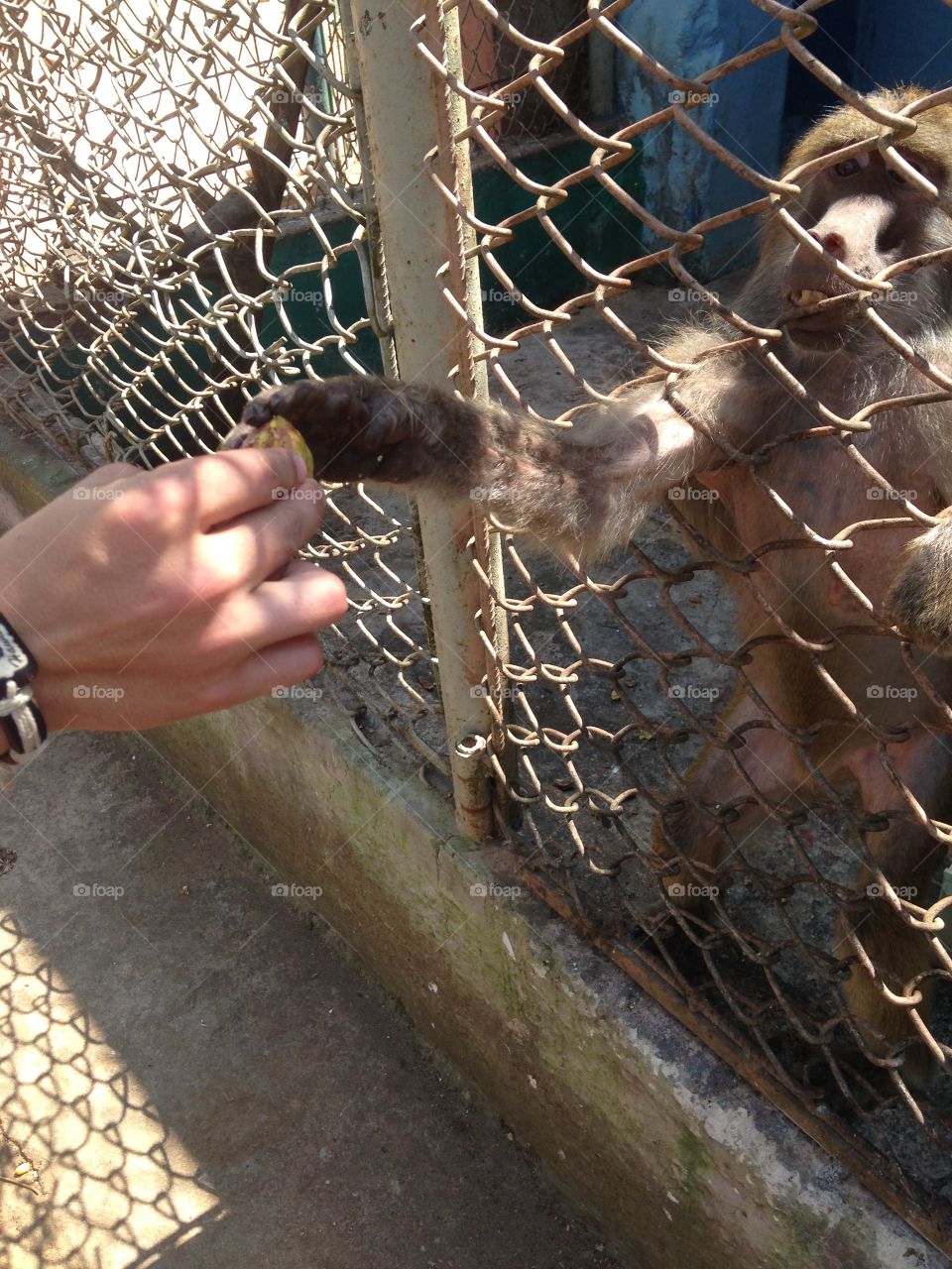 Man feeding monkey through a cage 