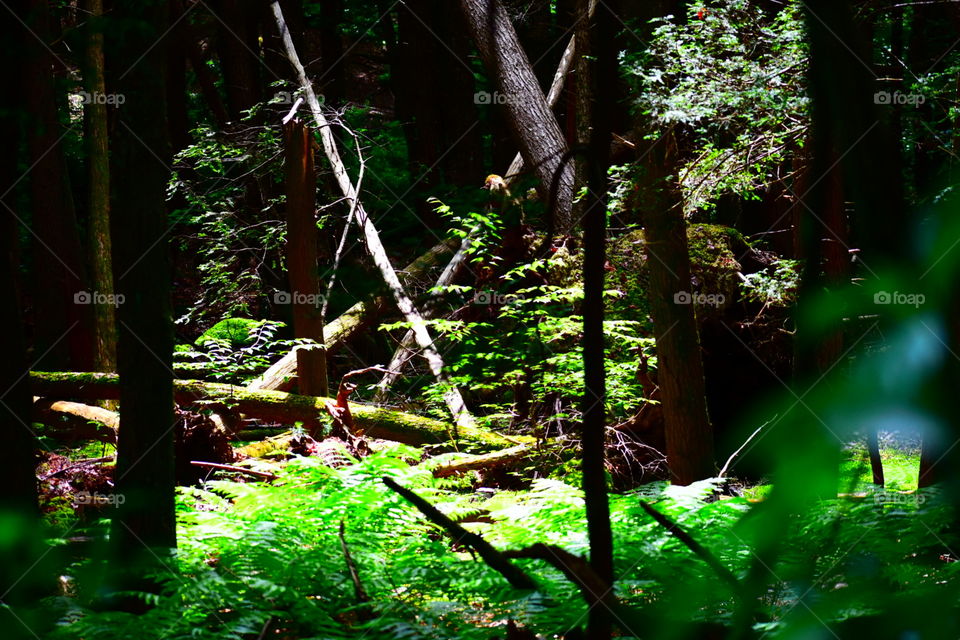 dark background with light shining through canopy of the forest illuminating ferns and fallen trees.