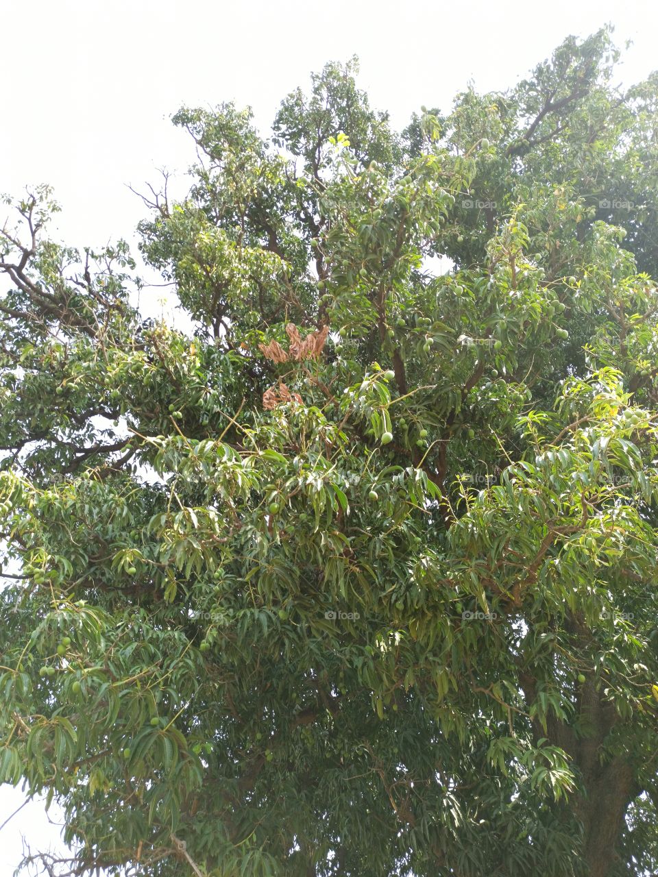 Mango tree
