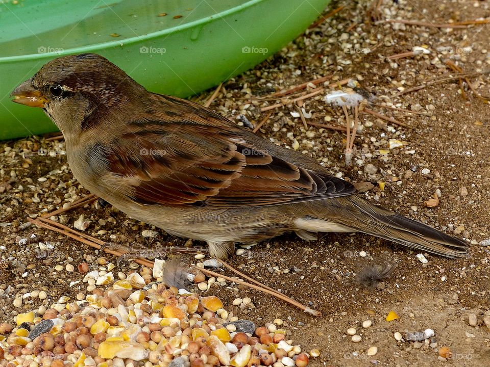 A close up photo of a wild sparrow