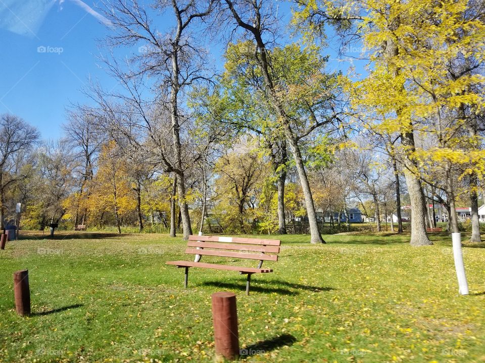 Tree, Fall, Bench, Park, Leaf