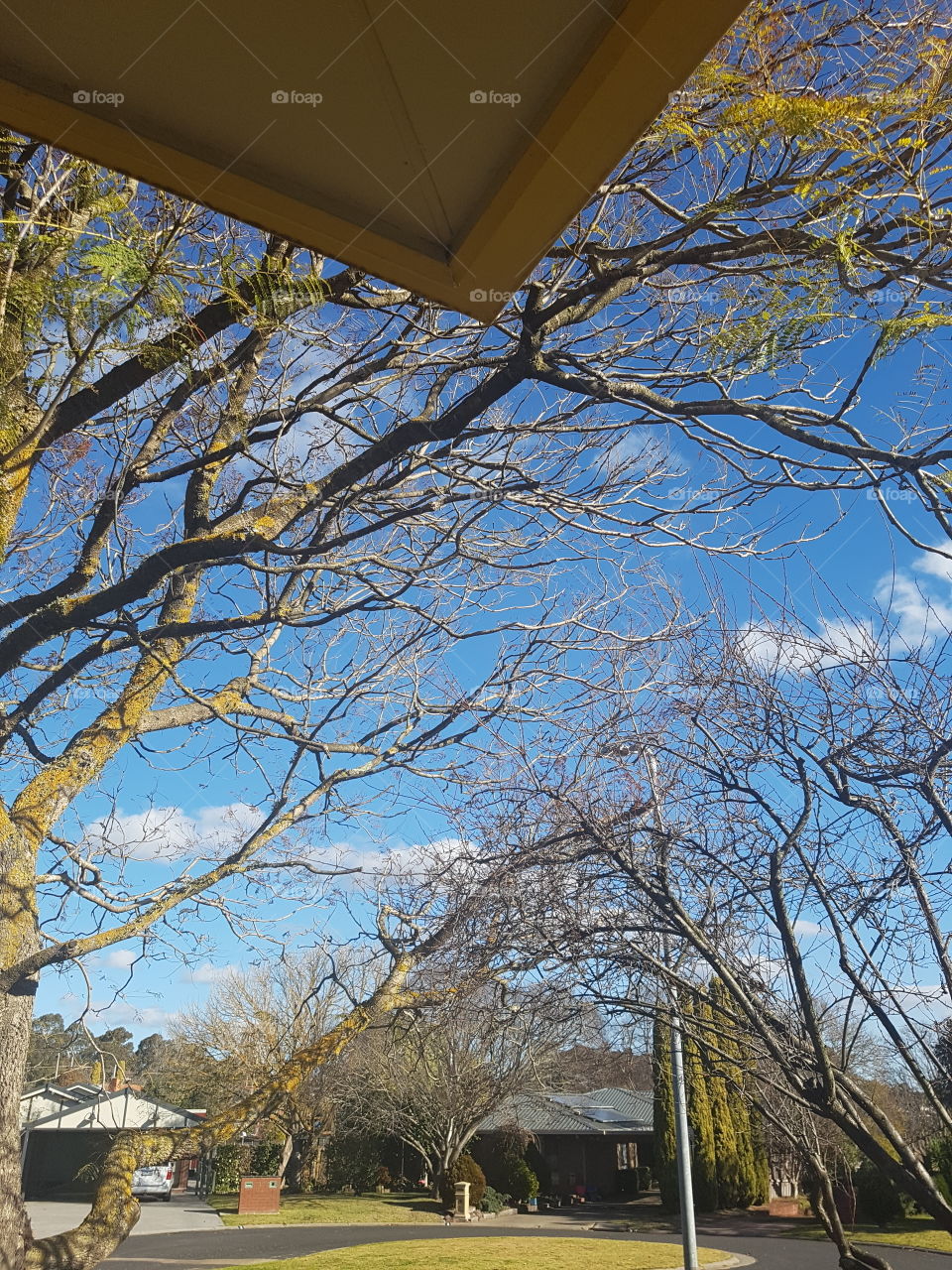 Winter trees view from the verandah