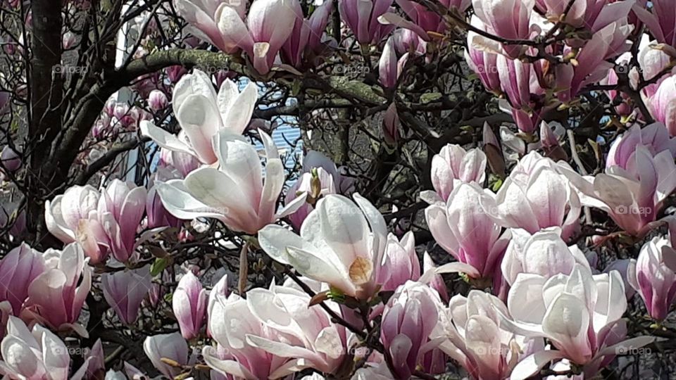 Magnolia blüte