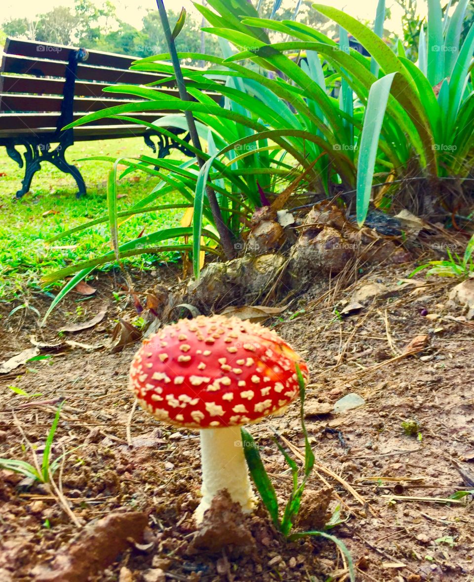 Cogumelo vermelho 