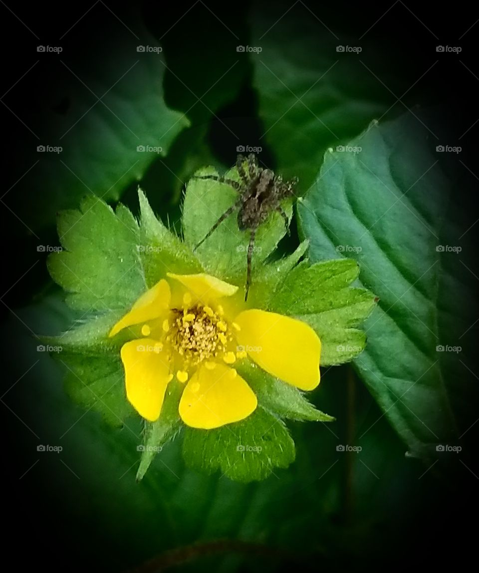Wild strawberry blossom with a small spider