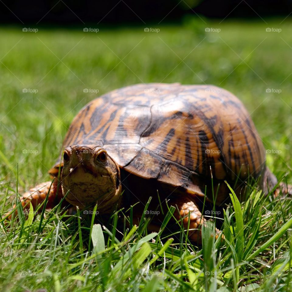 Turtle in yard