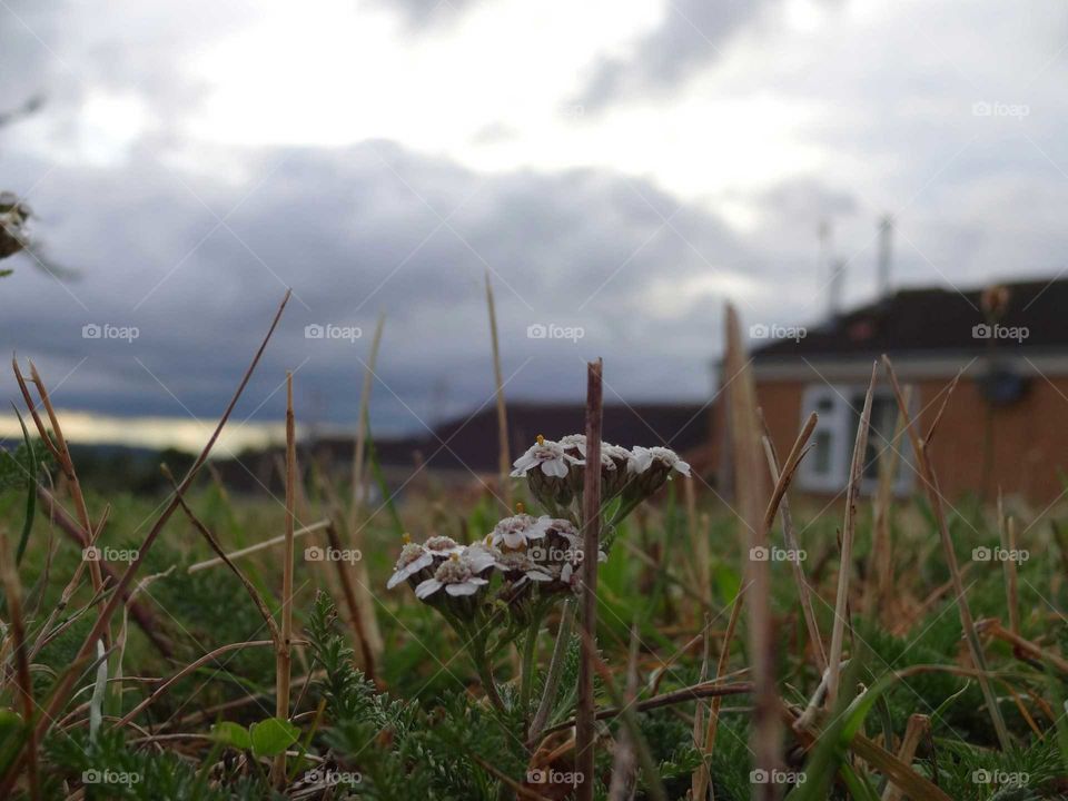 in the grass-my point of view