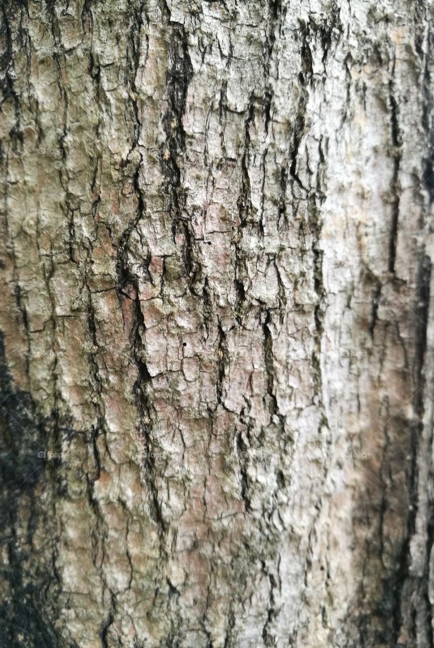 background of Brown bark