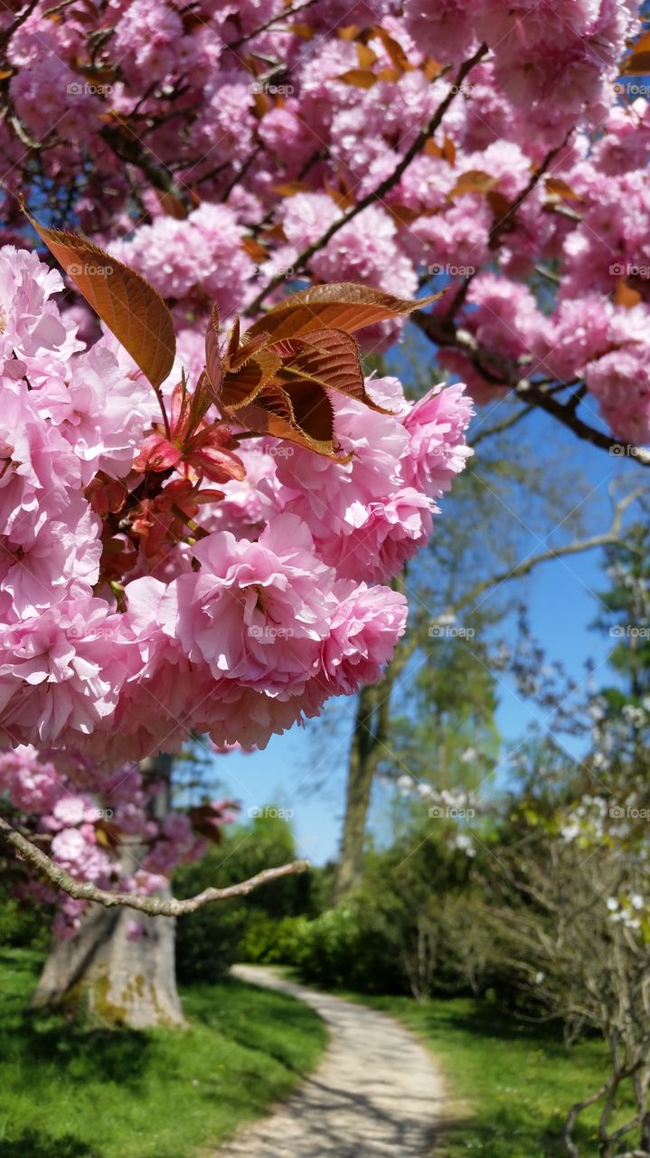 Paris flowers in spring