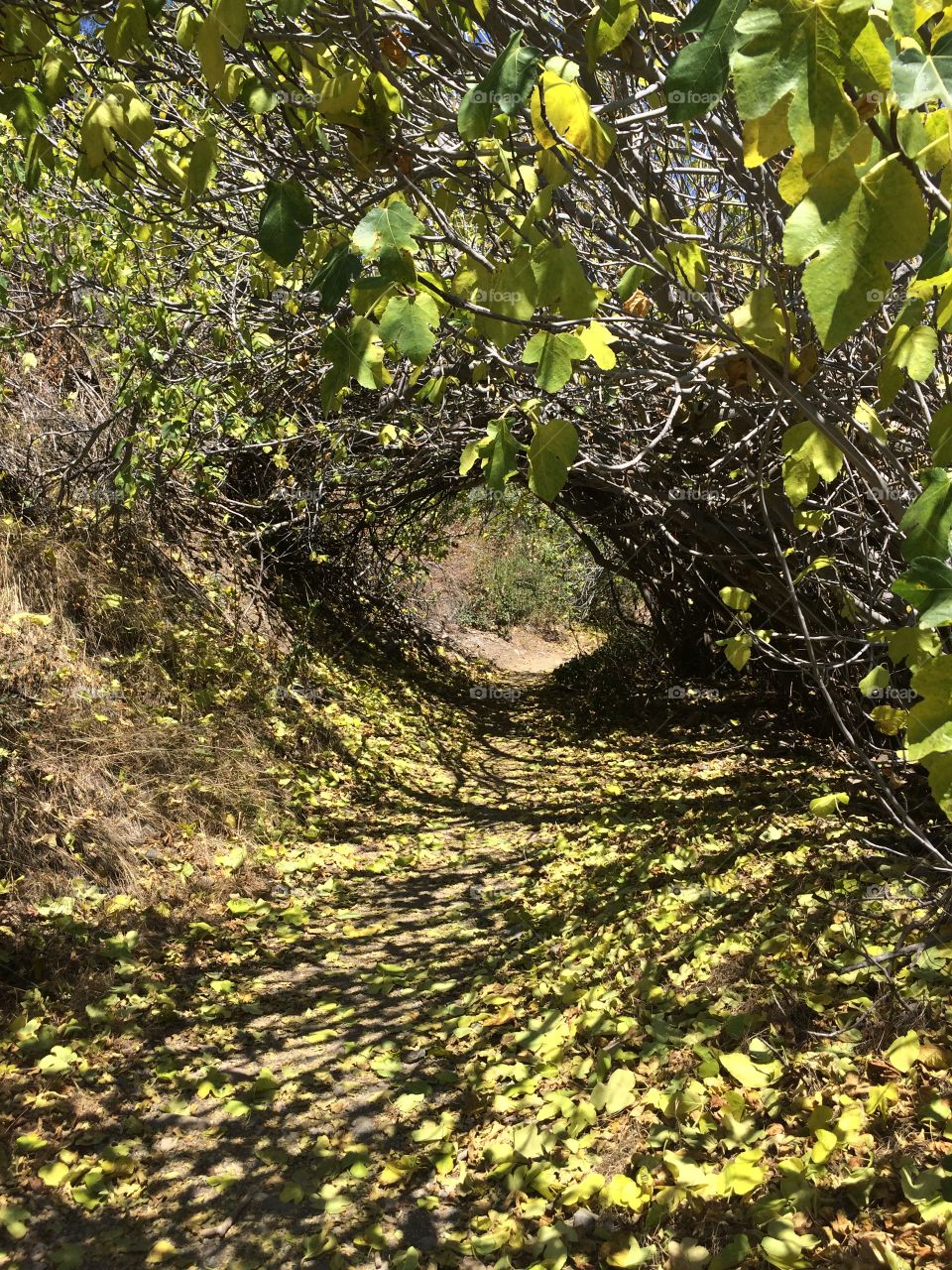 Natures Tunnel