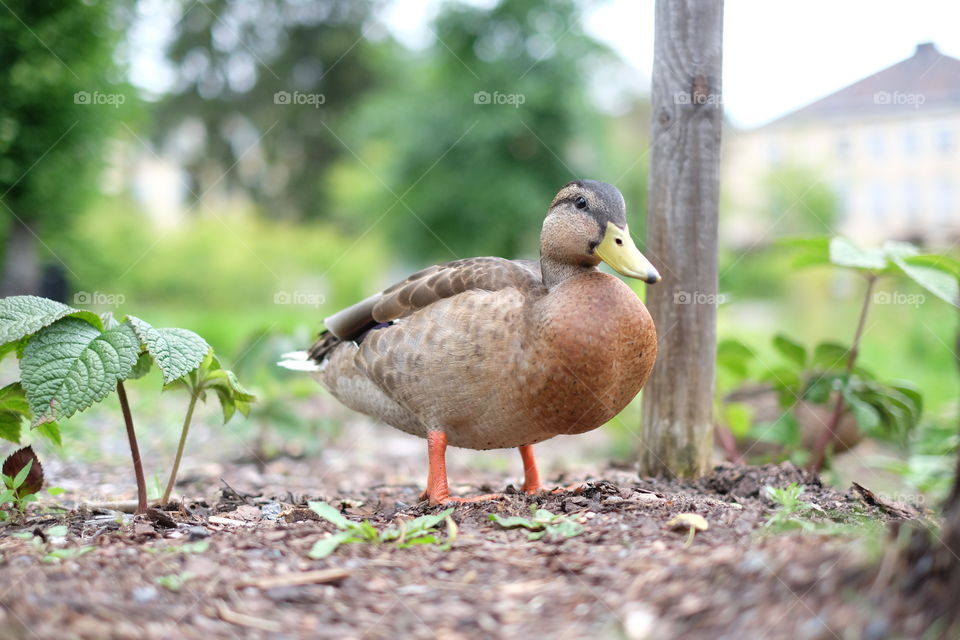 Nature, Bird, Wildlife, Duck, Outdoors