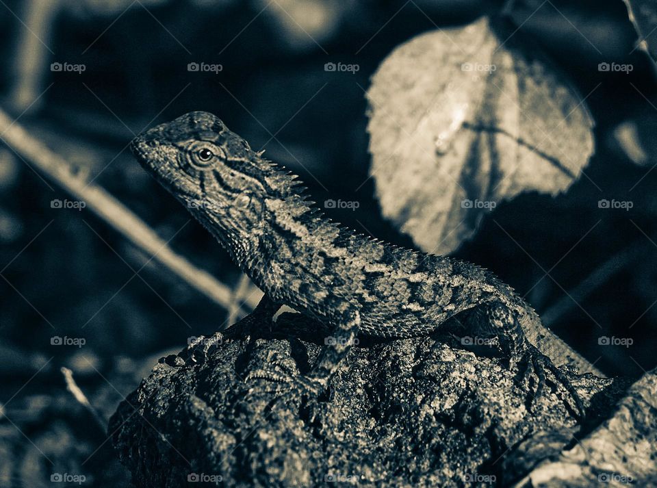 Oriental lizard - Black and white style