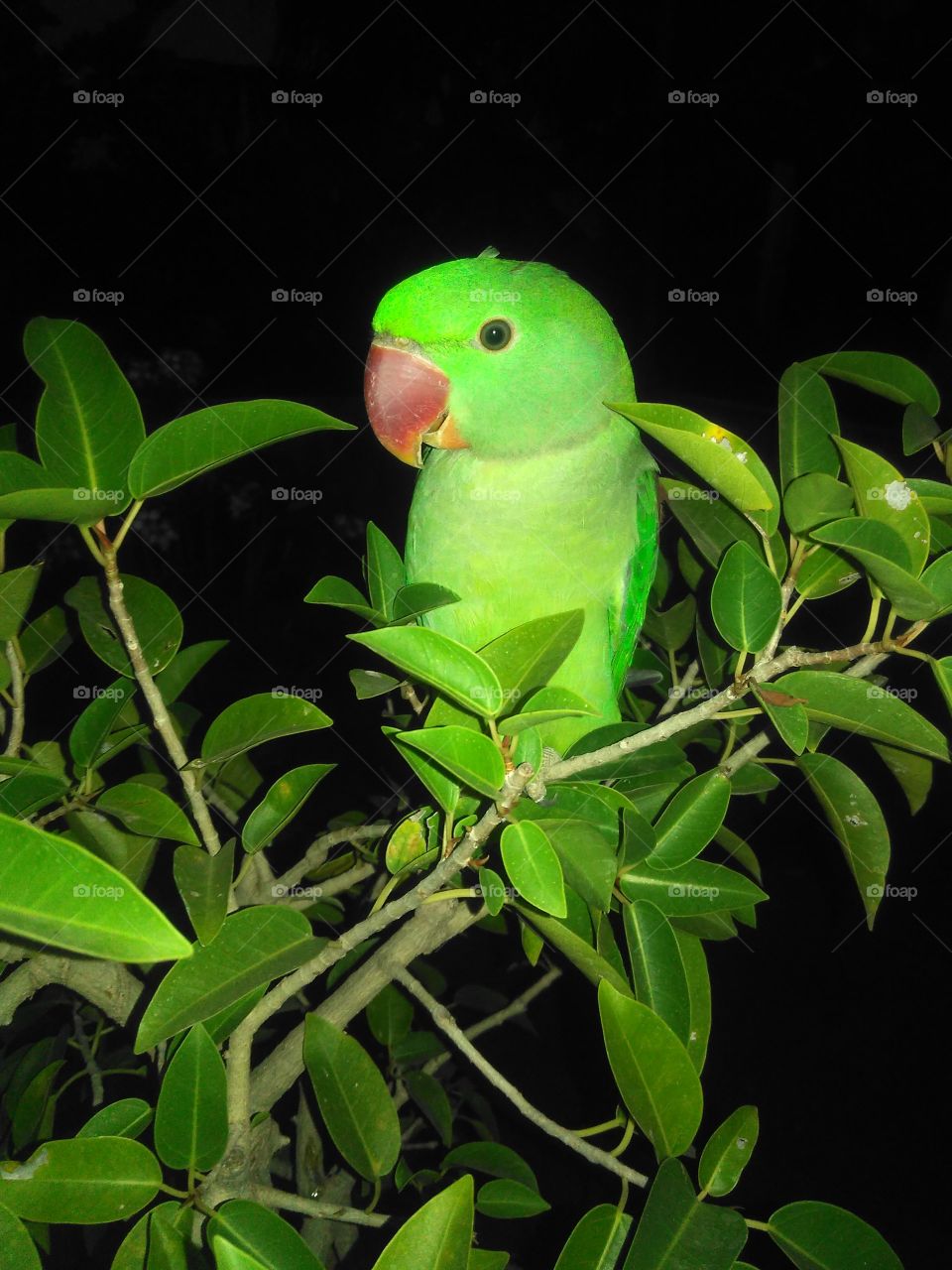 parrot