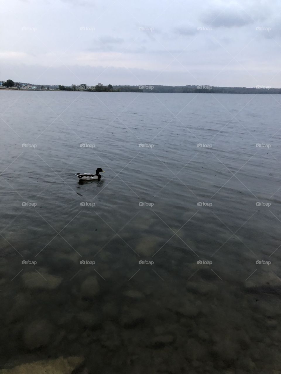 Duck in the lake on a rainy day 