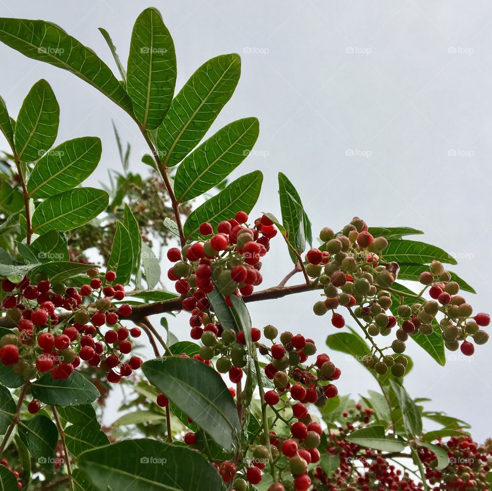 A tree bearing red seeds.