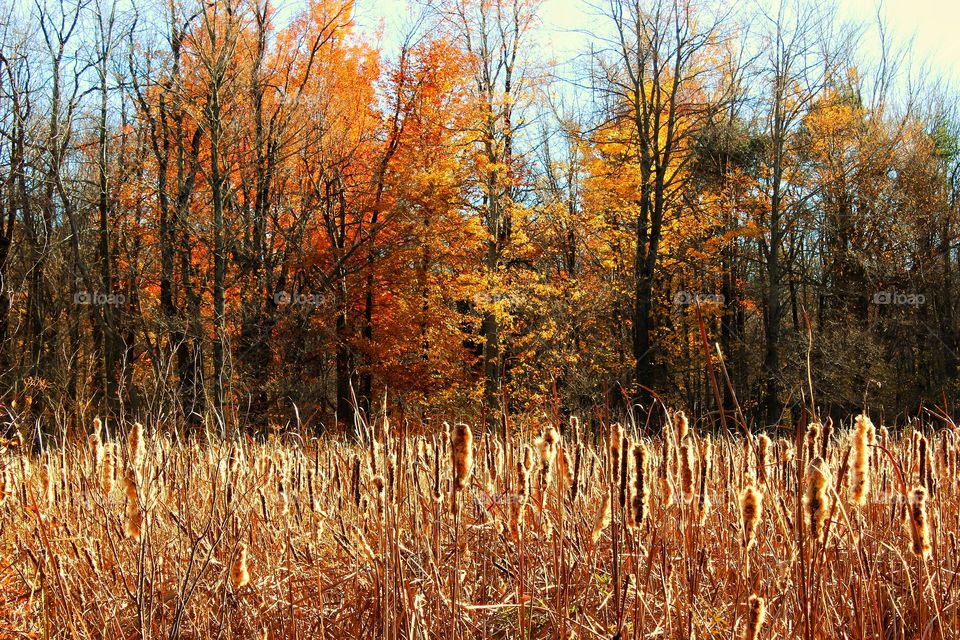 Cattails and trees