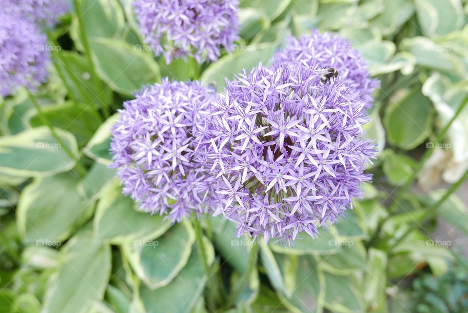 Flower in springtime