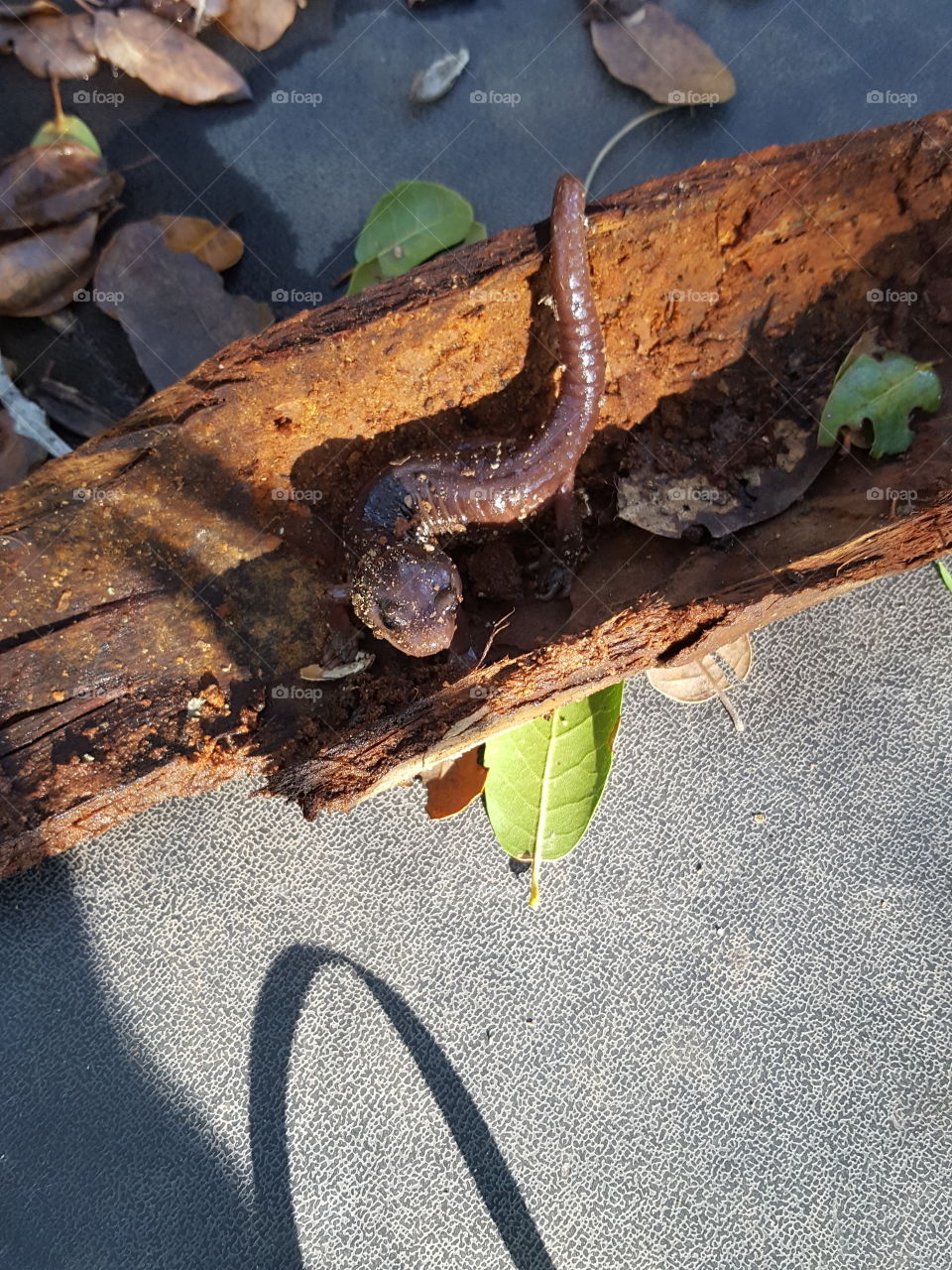 While chopping wood ,i came across this little guy in a very moist and densely wooded area.