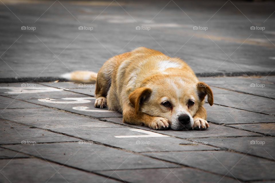 An upset dog is lying on