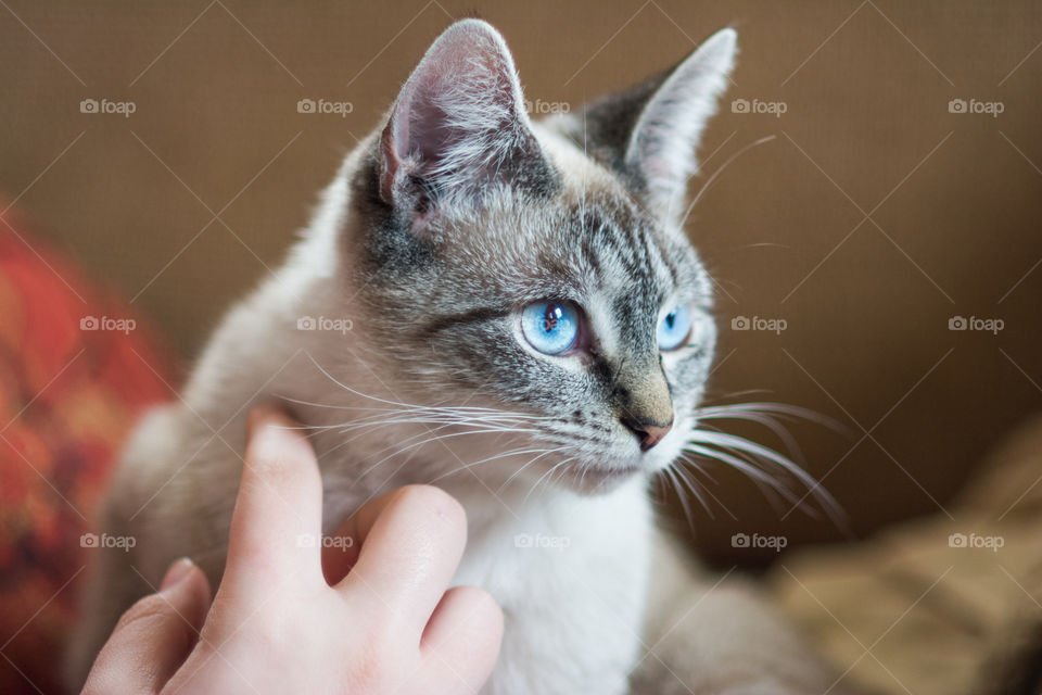 Blue Eyed Masked Shorthair Cat