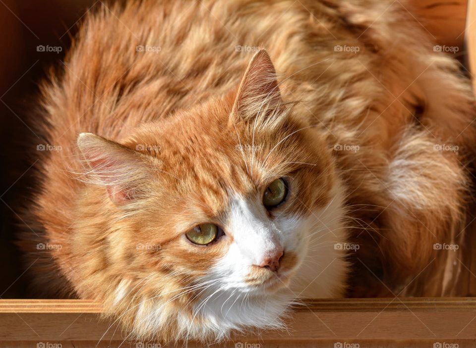 cat looking beautiful portrait