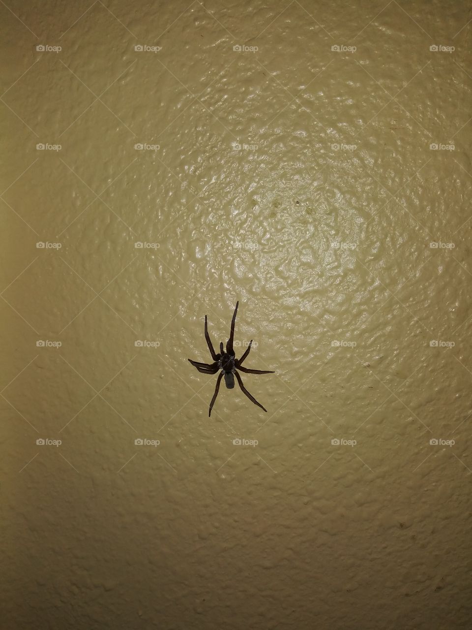 Spider on the wall