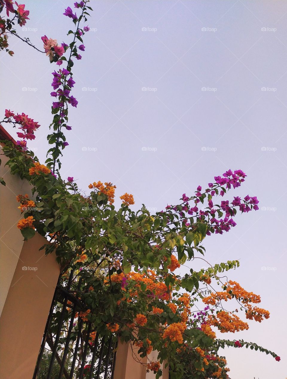 Sprinkling of colours