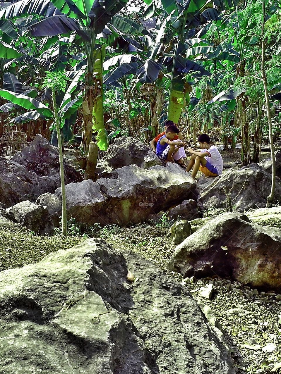 nature trees smartphone boulders by junpinzon