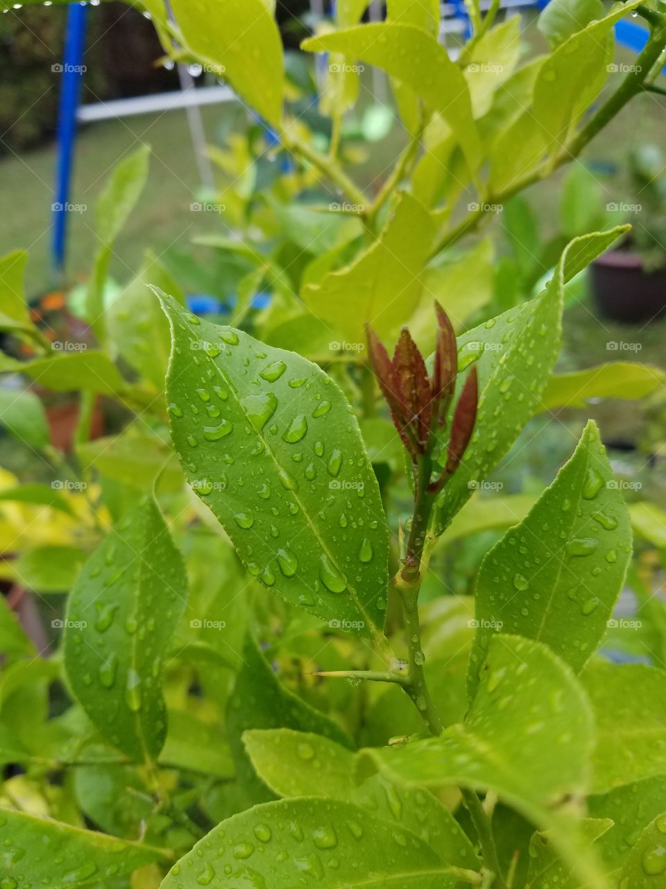 lemon leaves