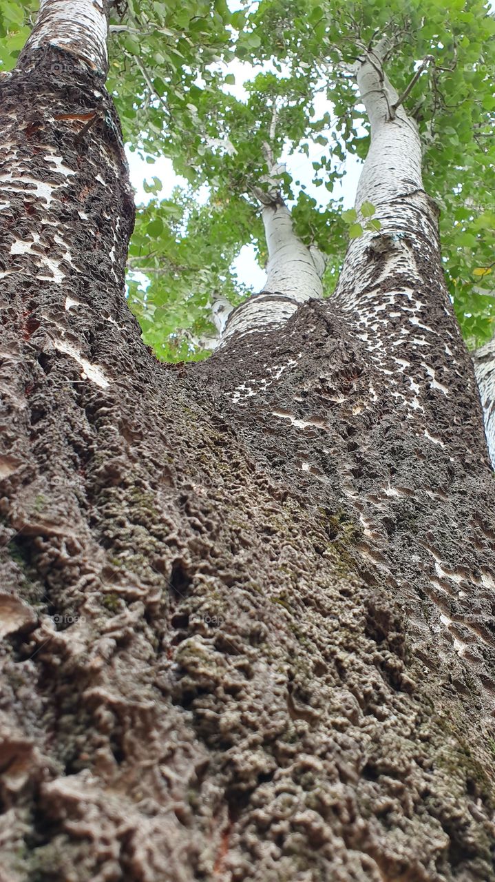 tree trunk and branches closeup perspective