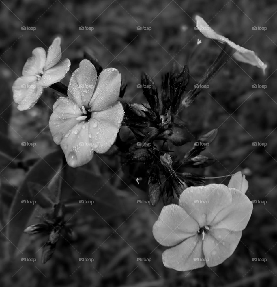 Violate phlox in black and white