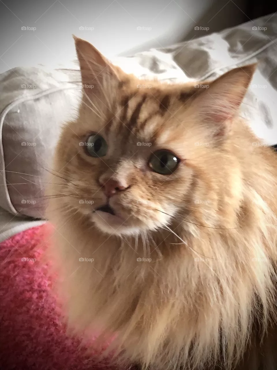 Maine coon