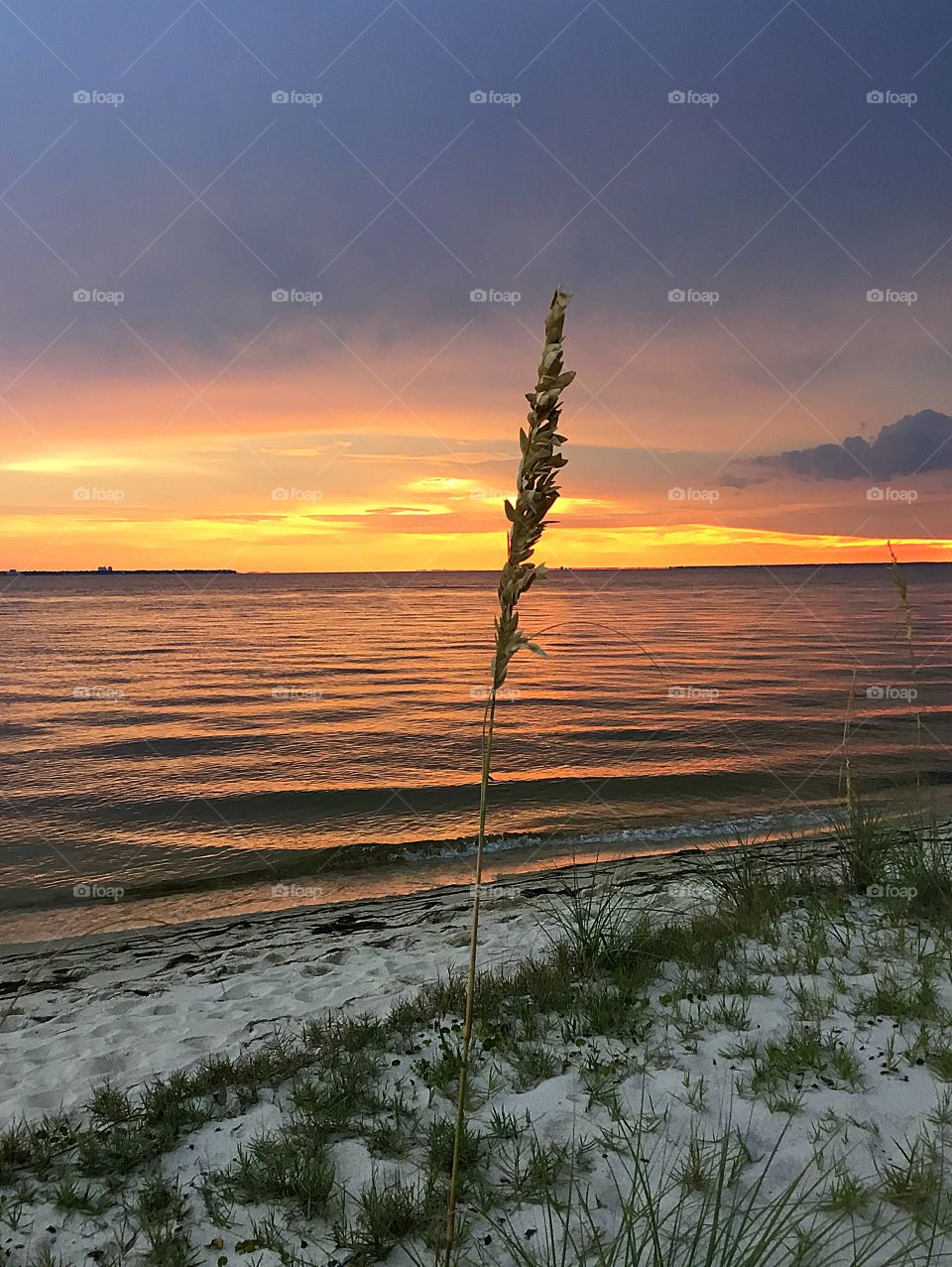 Sea Oats in the sunset 