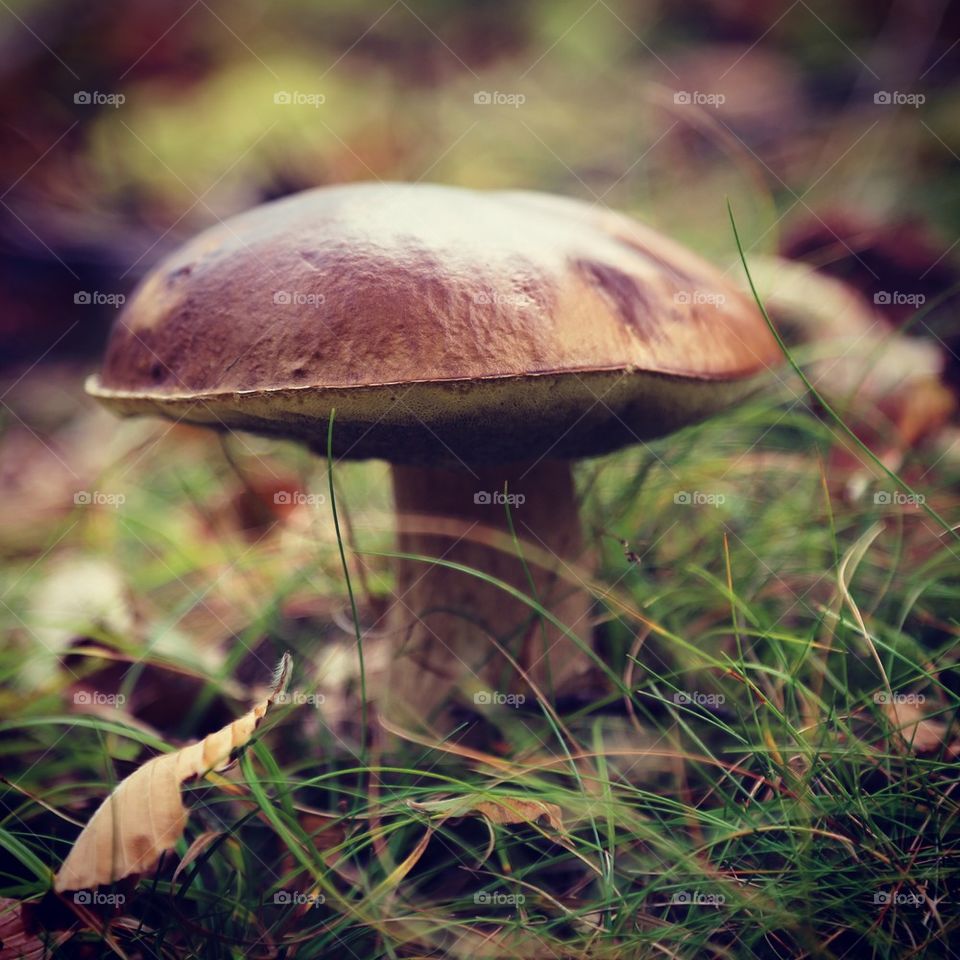 Nature. Mushroom in the woods 