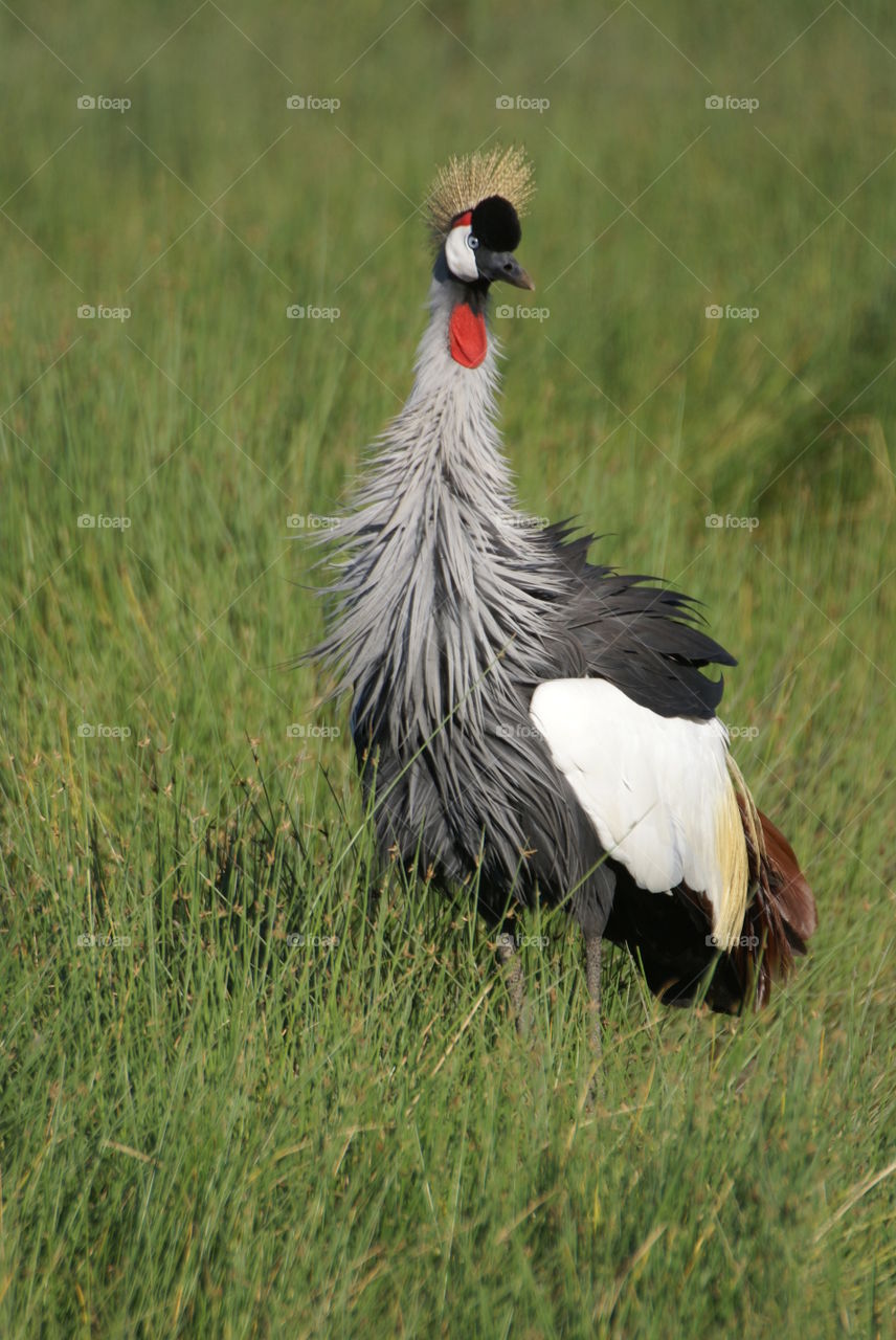Close-up of grey crowned crane ob grass