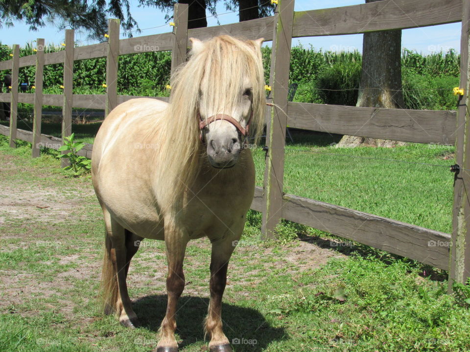 Mini horse mare