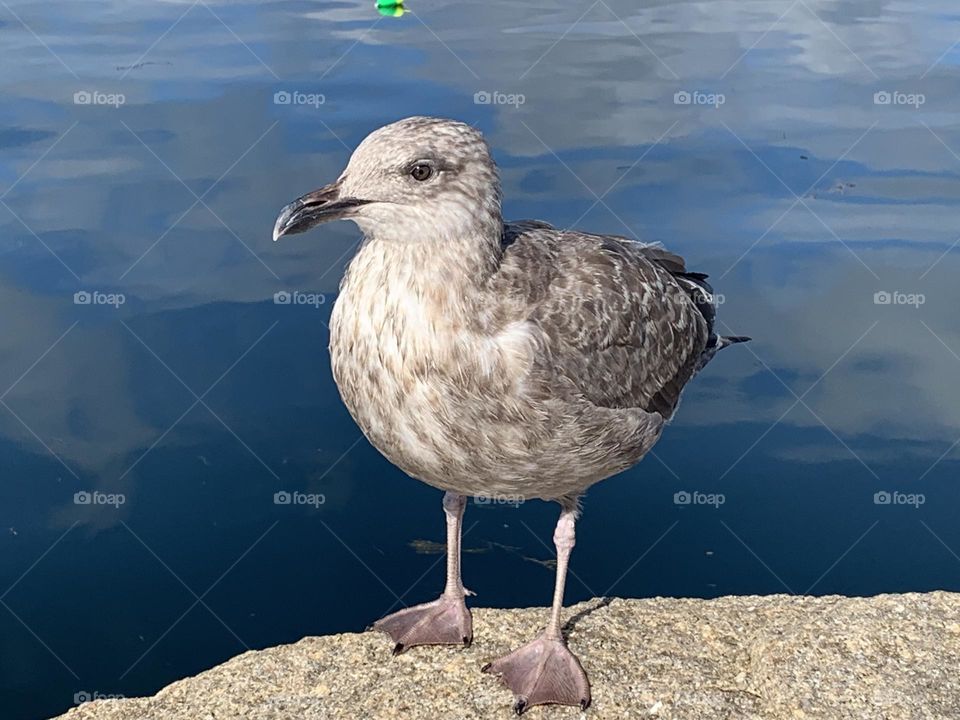 Brown Seagull 