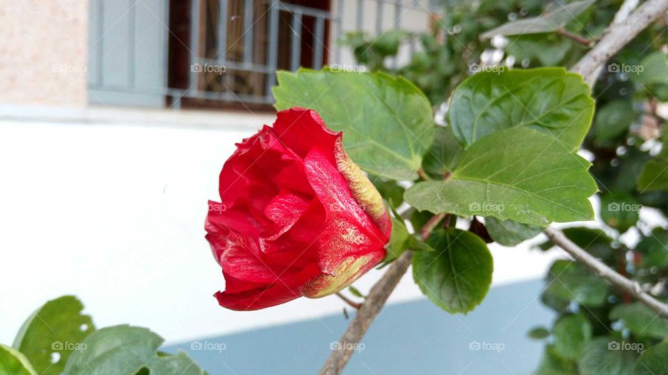 China rose... Hibiscus rosaschinensis.