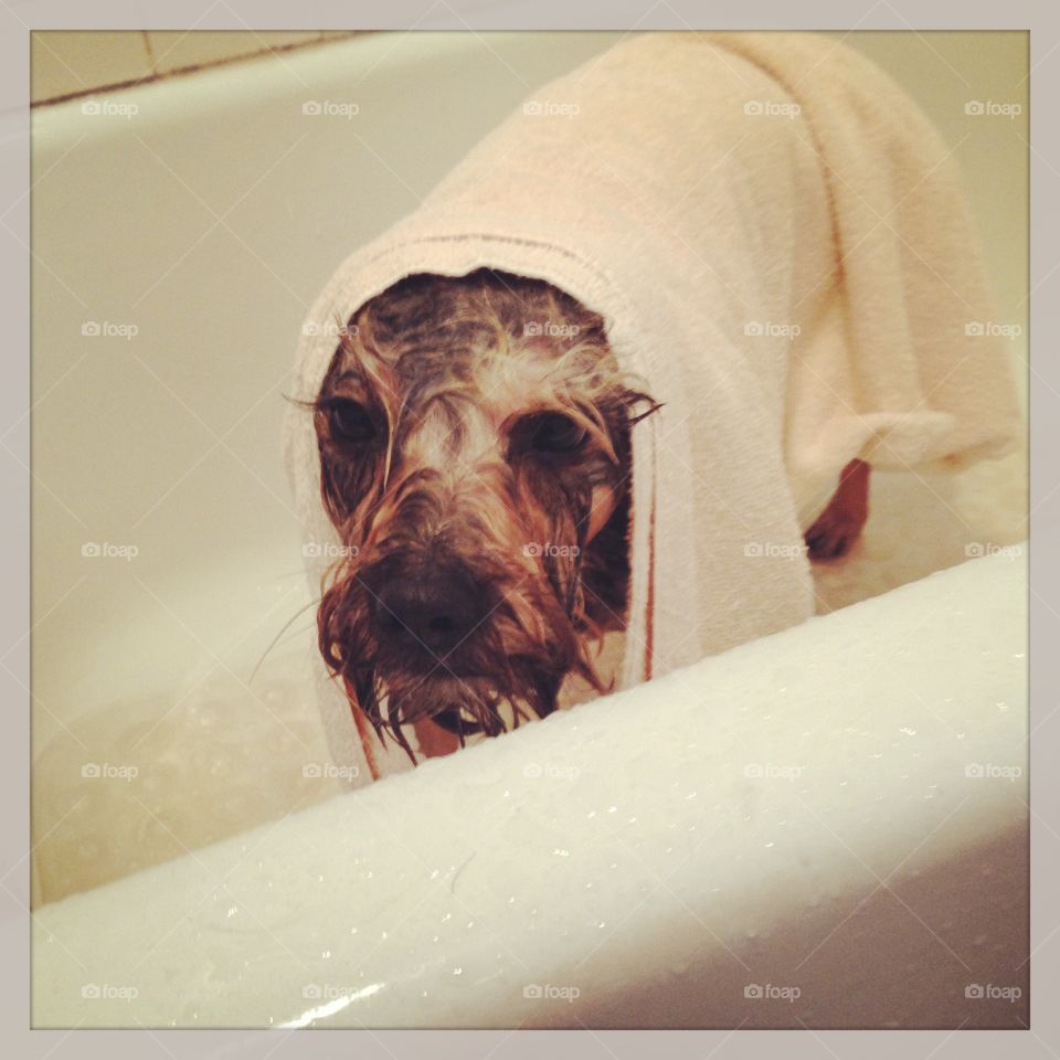 Close-up of a wet dog