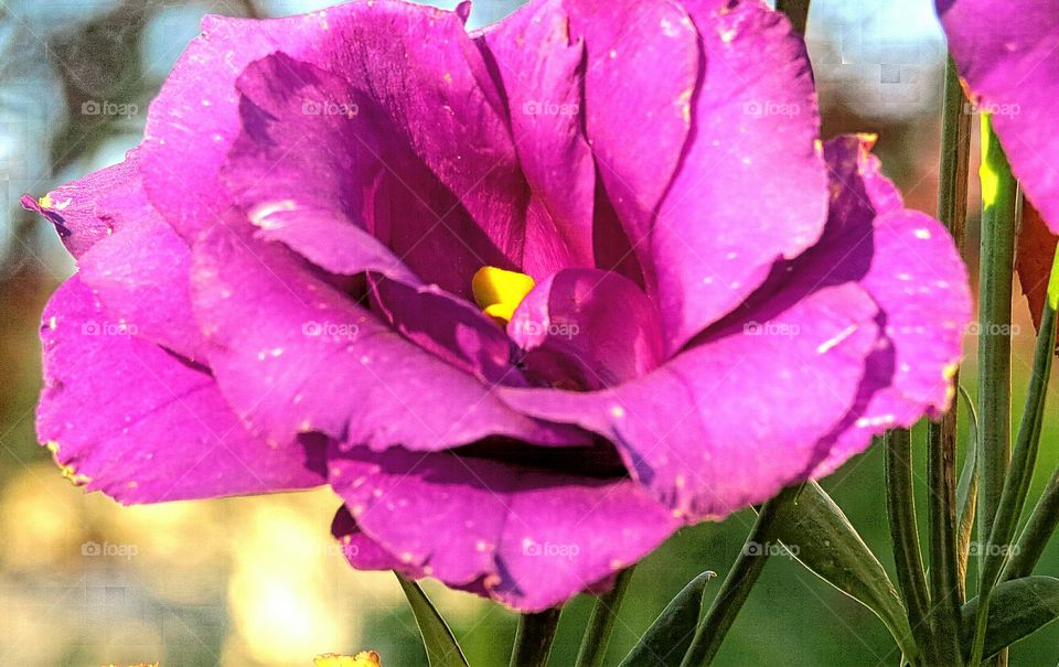 One of the last flower in Fall after Frost