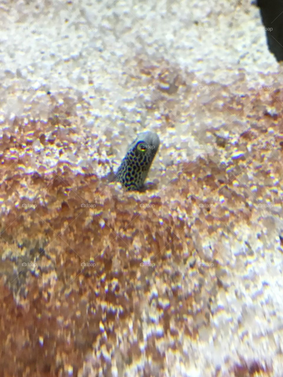 Sea worm