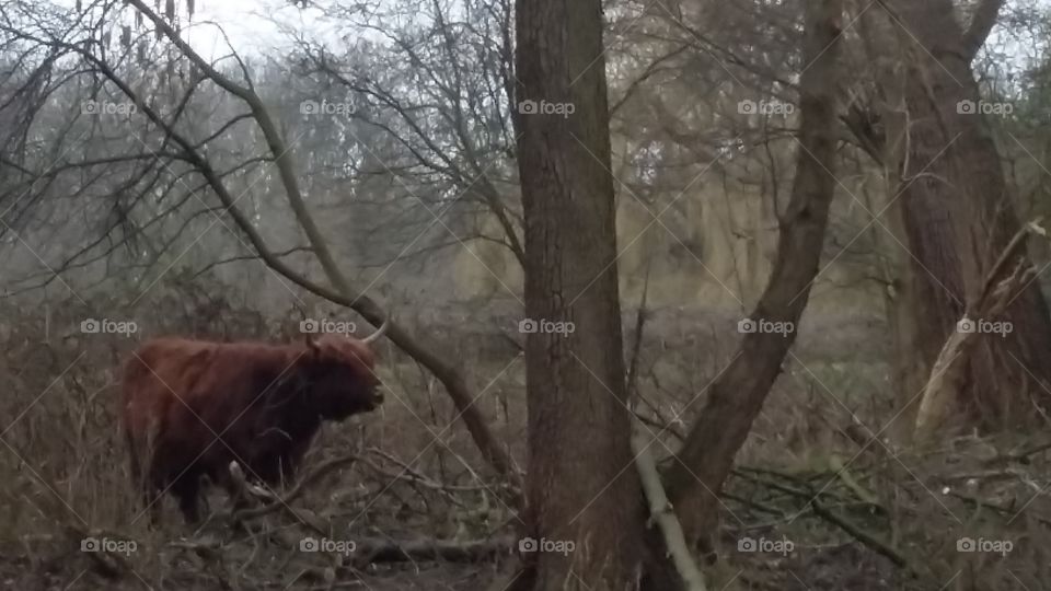Scottish highlander outside in the park