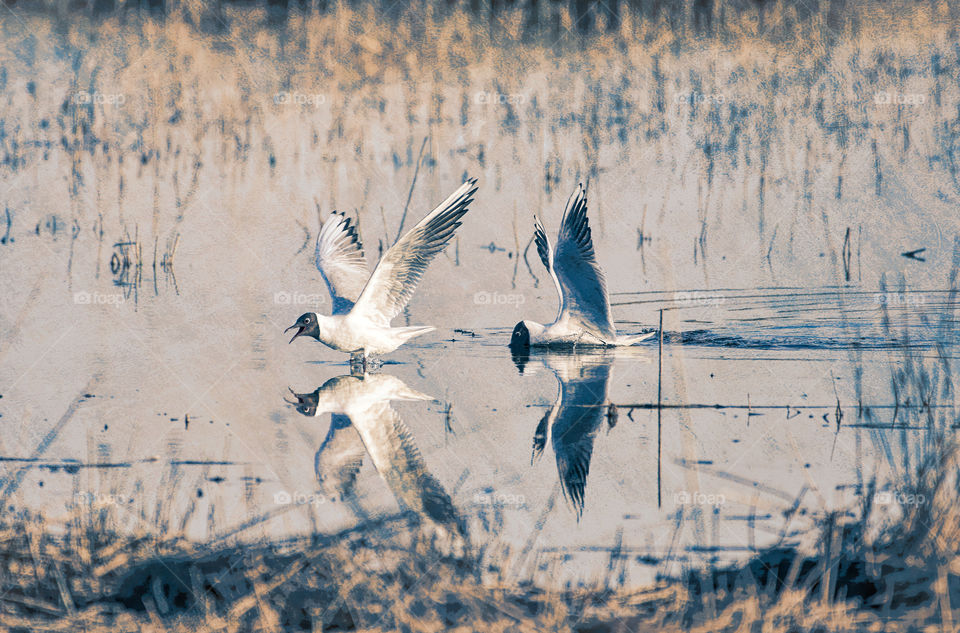 Seagull reflections digital art