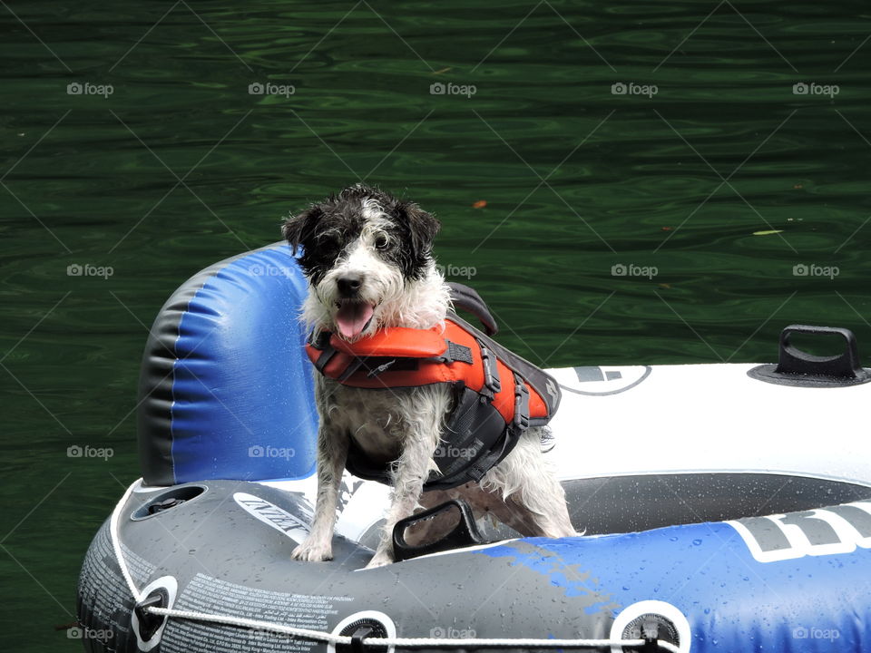 Dog in raft