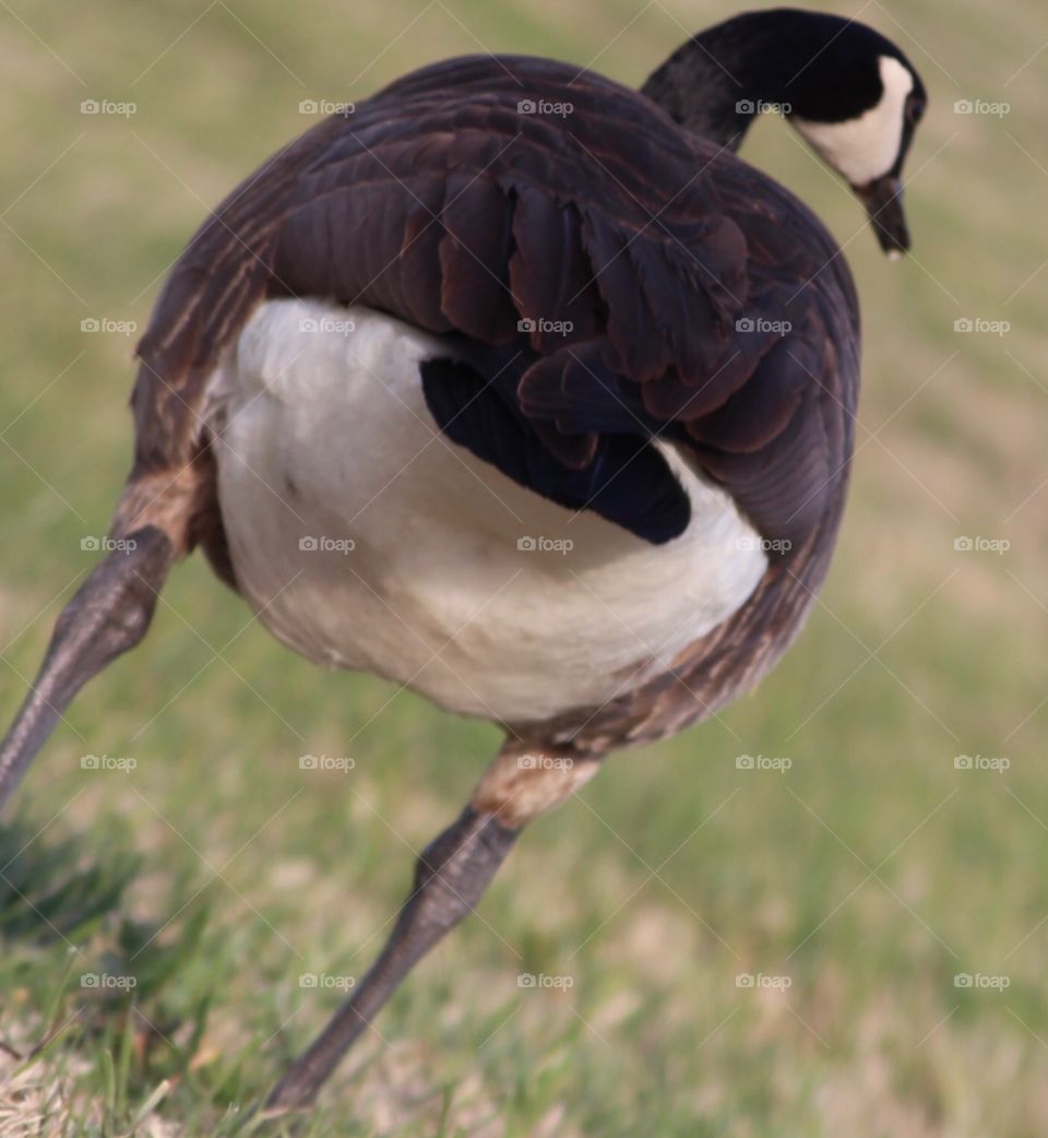 Gooses Tailend