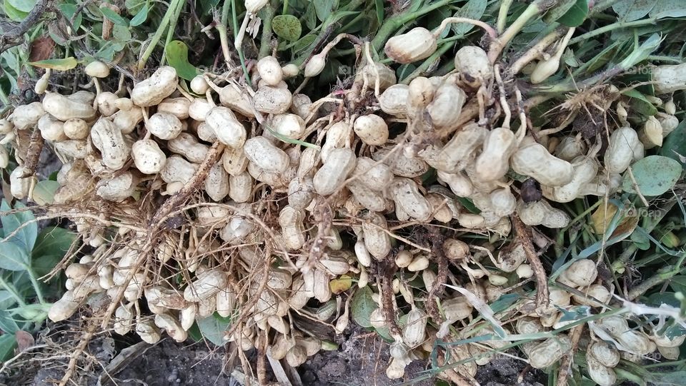 Groundnuts fresh harvested